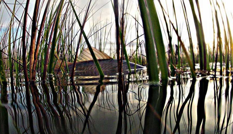 Texas Inshore Fishing Spots - Redfish