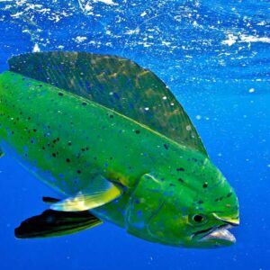 Texas Offshore Fishing Spots for Dolphin Mahi