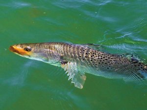 Texas Speckled Trout Fishing Spots